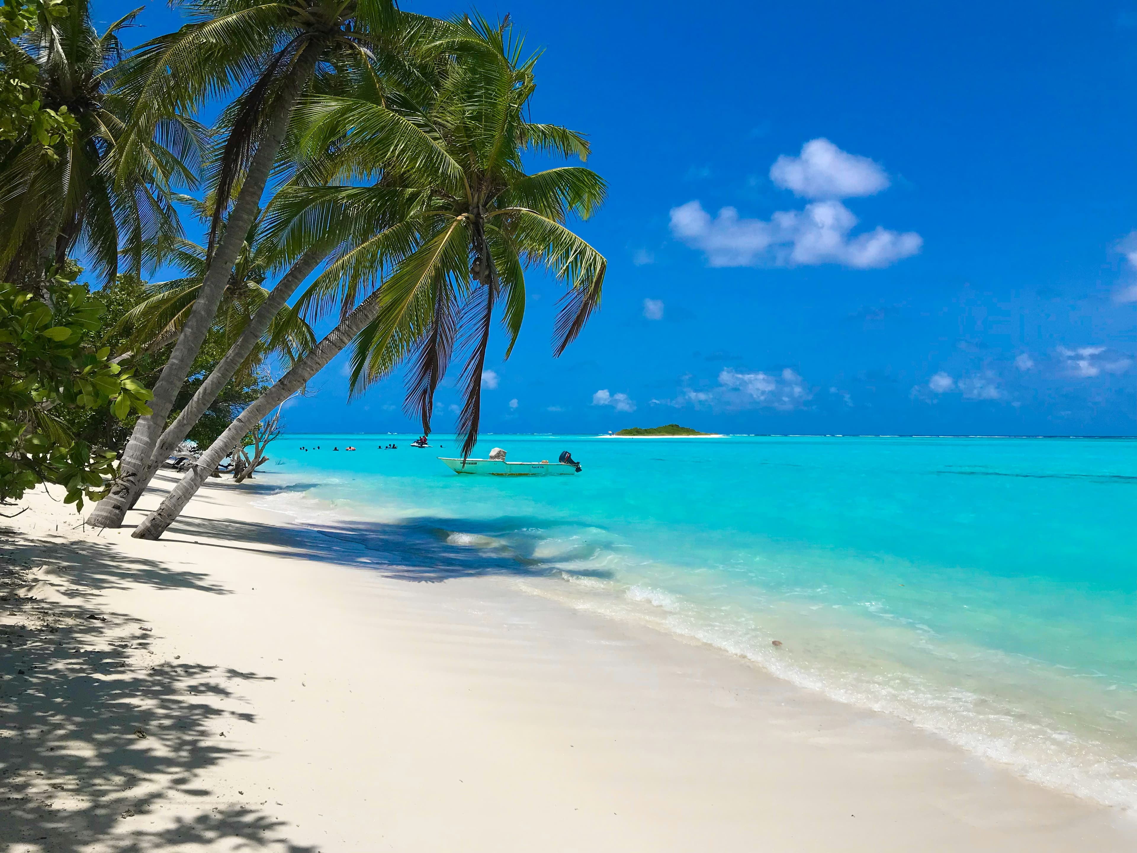 green palm tree on white sand beach during daytime jmkMl20jNS0
